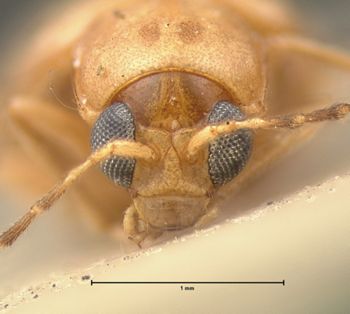 Media type: image;   Entomology 18468 Aspect: head frontal view
